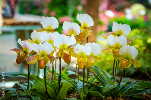 Beautiful paphiopedilum orchid flowers in garden.