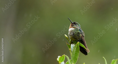 Wildlife photo of an Hummingbird sitting on a branch in the rain - Amethyst-throated Sunangel; Heliangelus amethysticollis photo