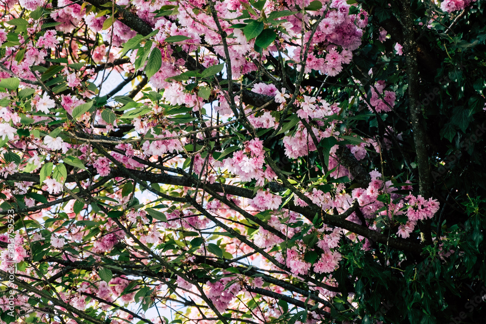 Partially wilted cherry blossoms of a tree in spring Partially wilted cherry blossoms of a tree in spring