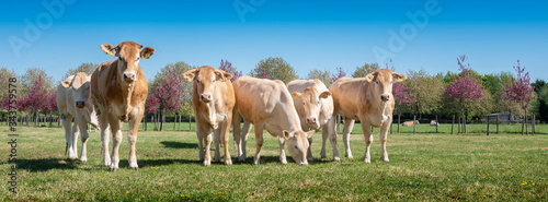 Leinwand Poster young blonde d'aquitaine cows in spring meadow near colorful blossoms under blue