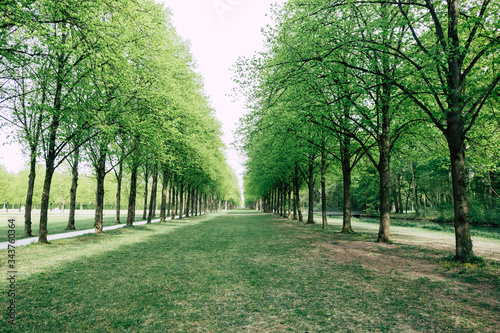 Tree-lined alley in a park 