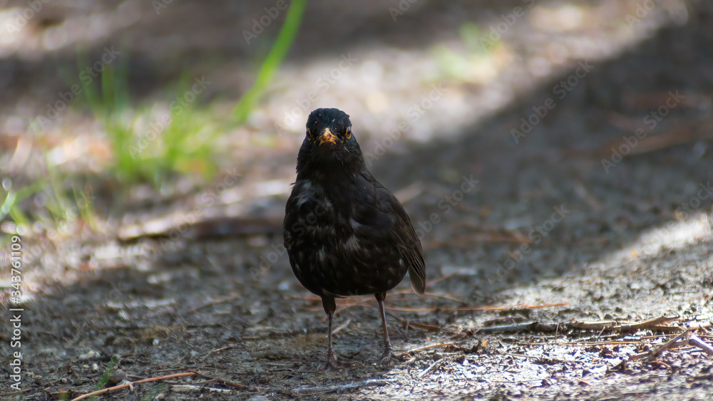 portrait of a blackbird looking into the camera, Blackbird that stopped to be photographed, with black feathers and orange beak and interesting look portrait of a blackbird looking into the camera, Blackbird that stopped to be photographed, with black feathers and orange beak and interesting look