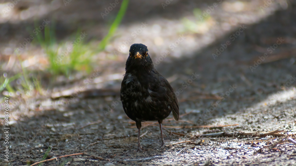 Obraz premium portrait of a blackbird looking into the camera, Blackbird that stopped to be photographed, with black feathers and orange beak and interesting look