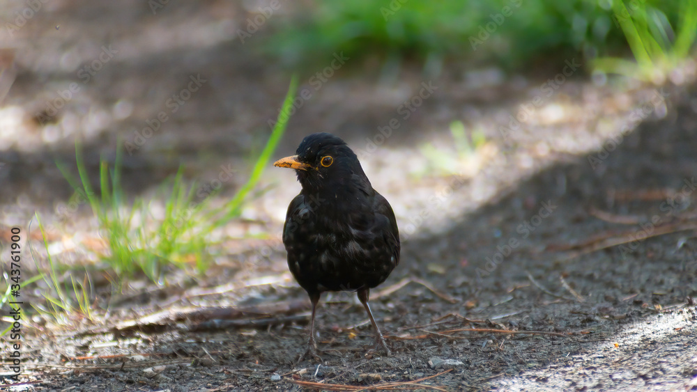 portrait of a blackbird looking into the camera, Blackbird that stopped to be photographed, with black feathers and orange beak and interesting look portrait of a blackbird looking into the camera, Blackbird that stopped to be photographed, with black feathers and orange beak and interesting look