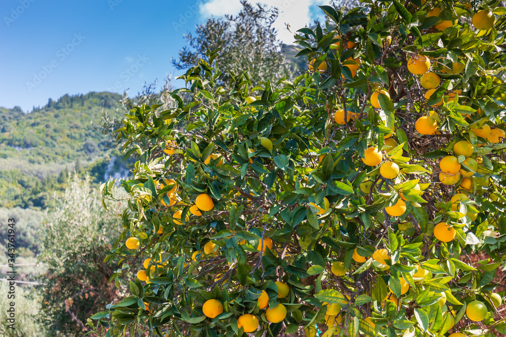 Wunderschöner Mandarinen-Orangenbaum mit reifen Mandarinenfrüchten im Garten. Insel Korfu in Griechenland. Wunderschöner Mandarinen-Orangenbaum mit reifen Mandarinenfrüchten im Garten. Insel Korfu in Griechenland.
