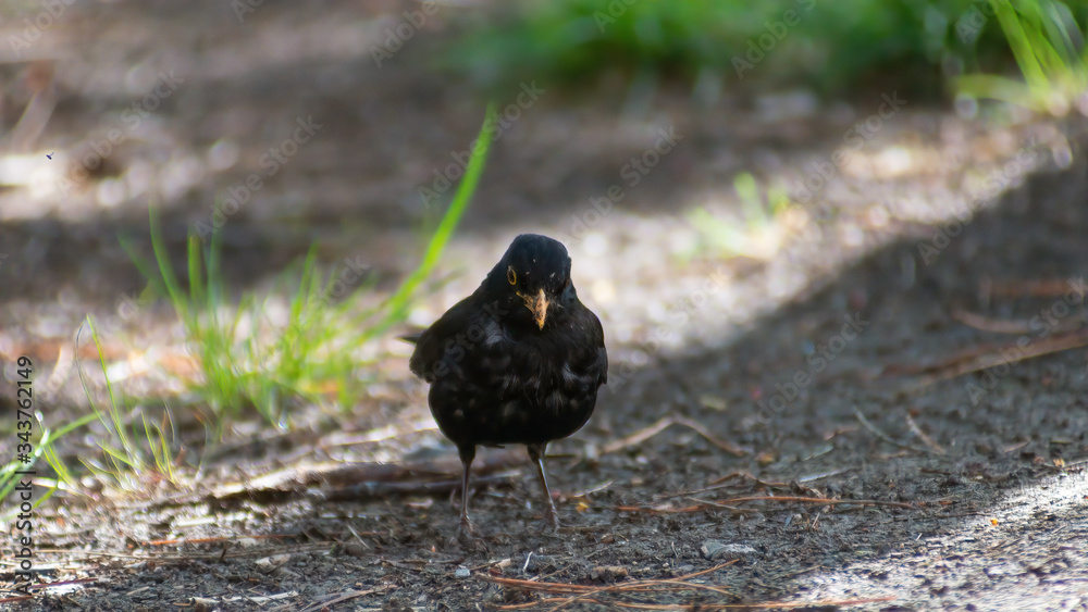 portrait of a blackbird looking into the camera, Blackbird that stopped to be photographed, with black feathers and orange beak and interesting look portrait of a blackbird looking into the camera, Blackbird that stopped to be photographed, with black feathers and orange beak and interesting look