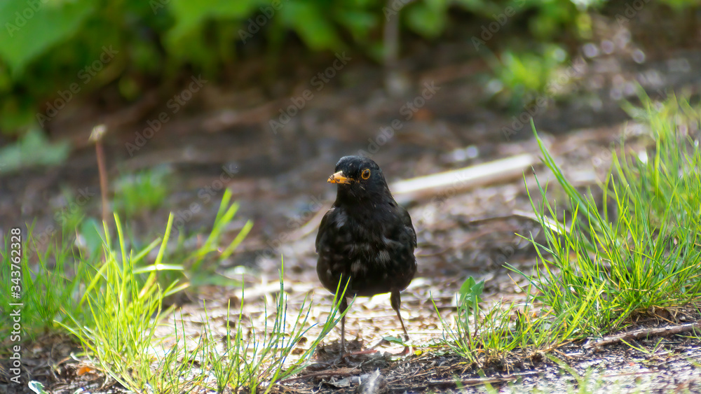 portrait of a blackbird looking into the camera, Blackbird that stopped to be photographed, with black feathers and orange beak and interesting look portrait of a blackbird looking into the camera, Blackbird that stopped to be photographed, with black feathers and orange beak and interesting look