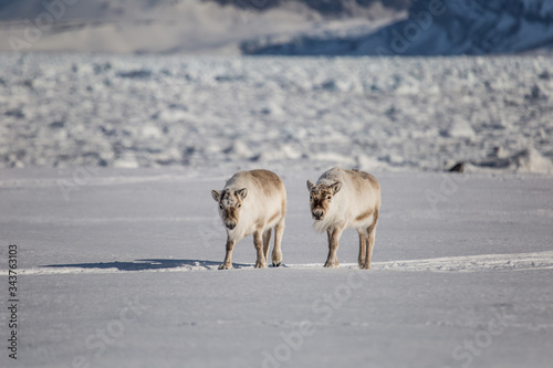 Renifery na po  udniowym Spitsbergenie