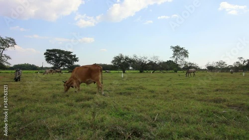 Cow on farm with blue sky and clouds Panning shot.