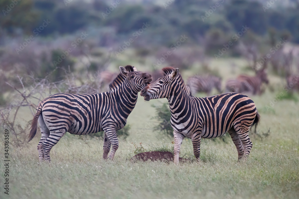 Zebra fight in the last light of the day in Kruger National Park in South Africa Zebra fight in the last light of the day in Kruger National Park in South Africa