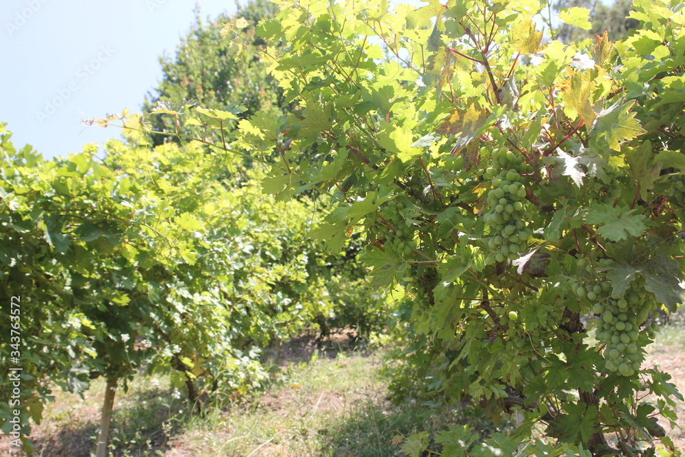 Landscape of rows in the vineyard in Izmir, Turkey. Juicy grapes in the garden.
