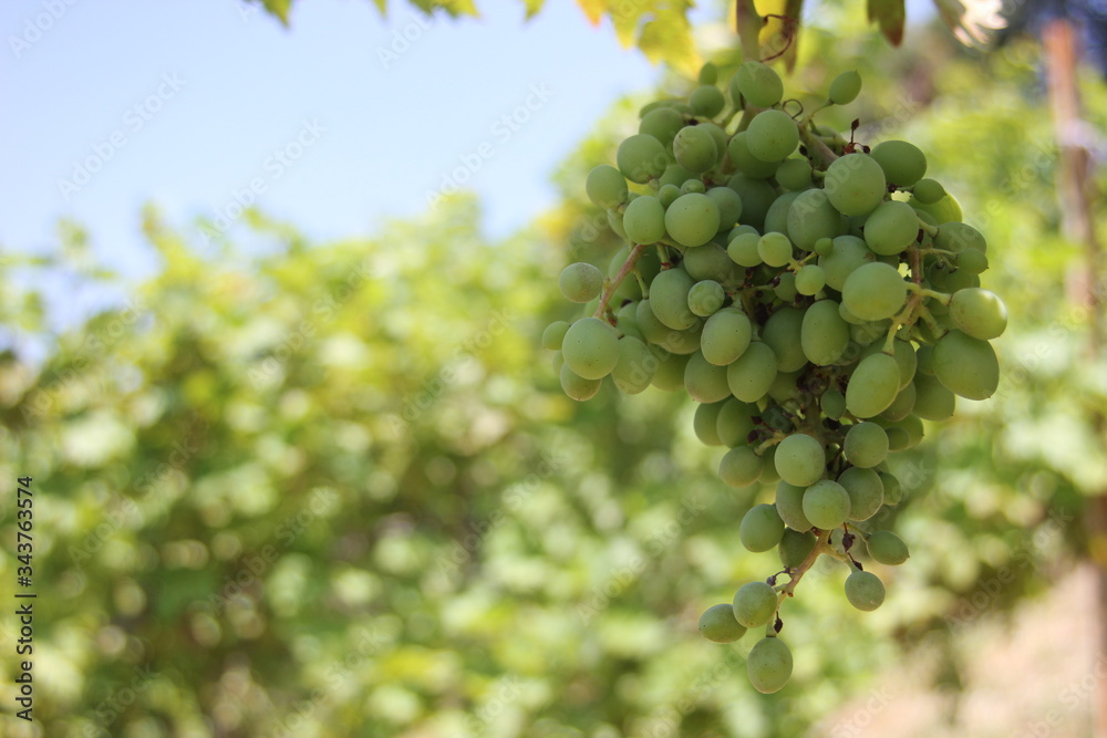 Landscape of rows in the vineyard in Izmir, Turkey. Juicy grapes in the garden. Landscape of rows in the vineyard in Izmir, Turkey. Juicy grapes in the garden.