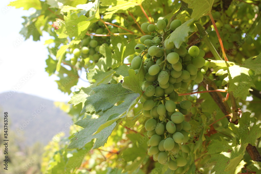 Landscape of rows in the vineyard in Izmir, Turkey. Juicy grapes in the garden. Landscape of rows in the vineyard in Izmir, Turkey. Juicy grapes in the garden.