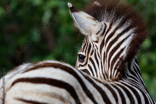 Portrait of a young Zebra in Kruger National Park in South Africa