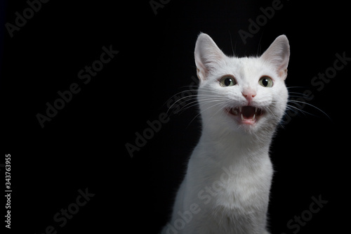 Portrait of a white cat with yellow eyes on a black background