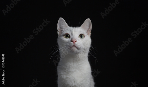 Portrait of a white cat with yellow eyes on a black background