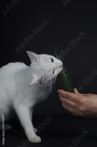White cat bites and eats a green cucumber that holds a human hand on a black background