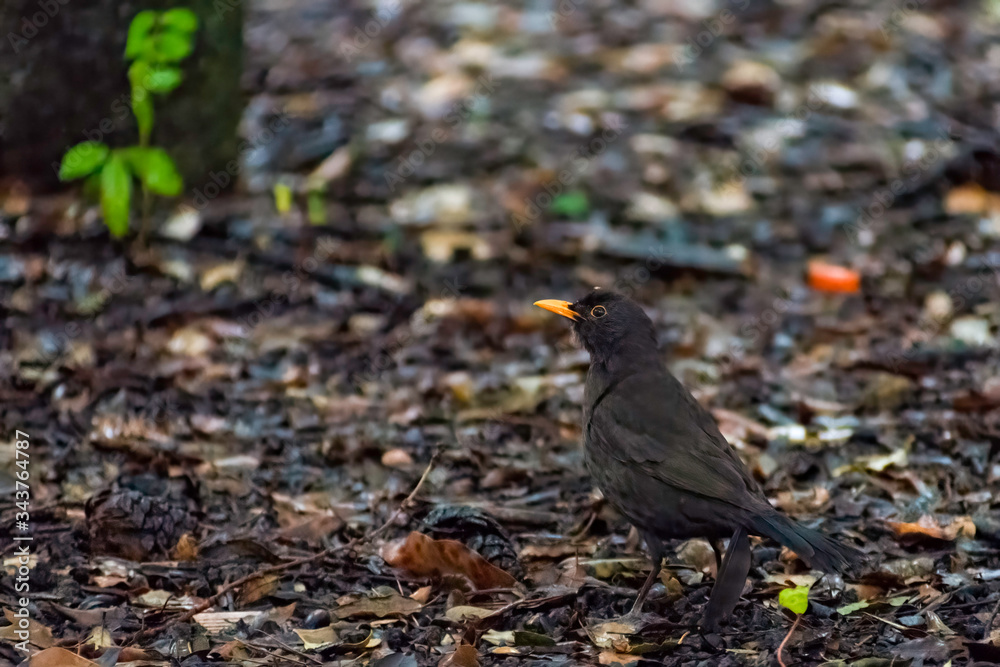 portrait of a blackbird looking into the camera, Blackbird that stopped to be photographed, with black feathers and orange beak and interesting look portrait of a blackbird looking into the camera, Blackbird that stopped to be photographed, with black feathers and orange beak and interesting look