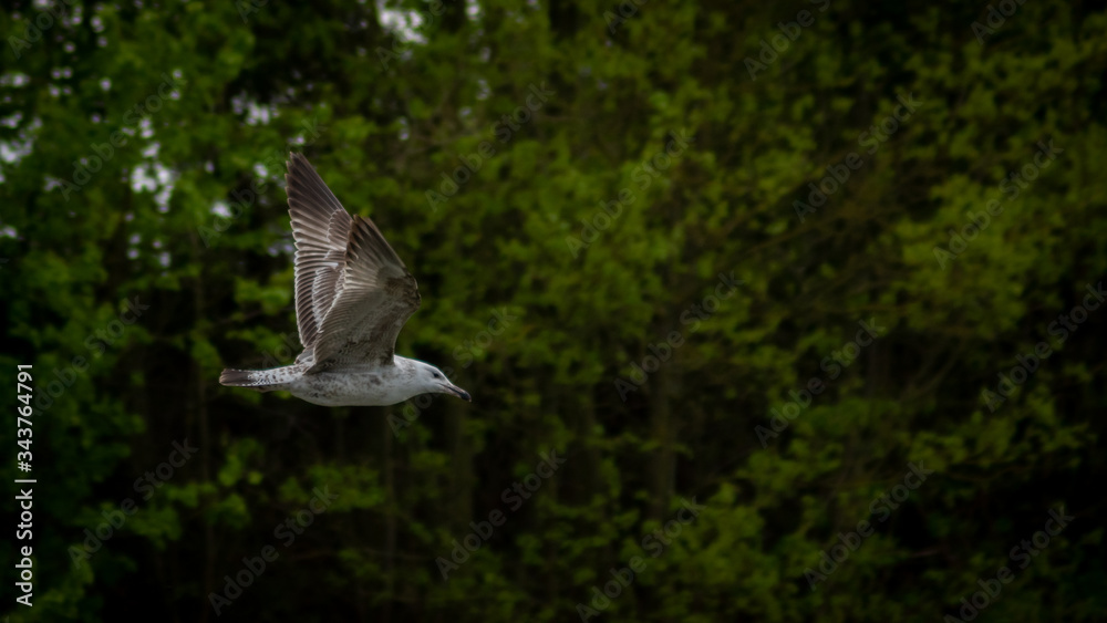 Fototapeta premium seagull flying over green grass