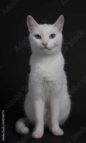 White cat with yellow eyes on a black background