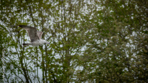 seagull flying over green grass photo