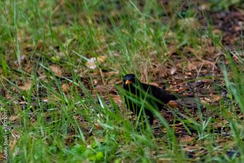 portrait of a blackbird looking into the camera, Blackbird that stopped to be photographed, with black feathers and orange beak and interesting look