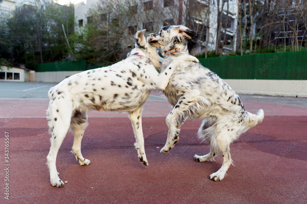 Dogs playing in the park