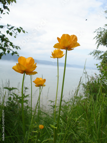 Orange flowers on the background of greenery and the river