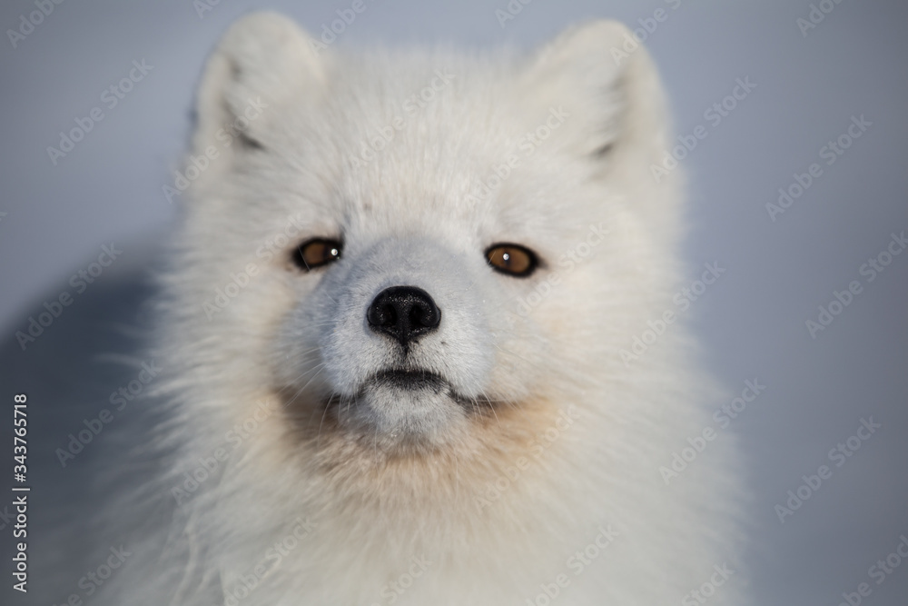 Lis polarny na południowym Spitsbergenie - obrazy, fototapety, plakaty 