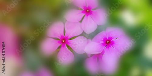 Fototapeta Naklejka Na Ścianę i Meble -  Flower in soft focus on blurred and bokeh background.