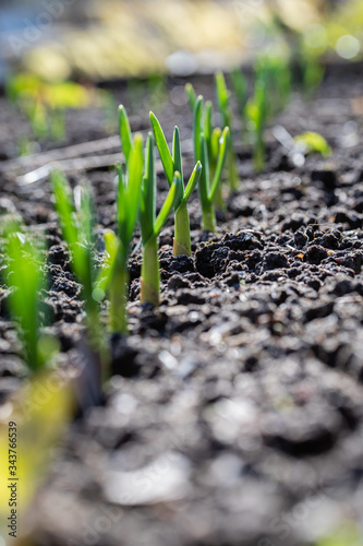 Sprouts of green onions in early spring in the garden.