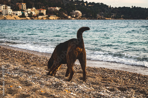 Dog on the Beach © Patrycia
