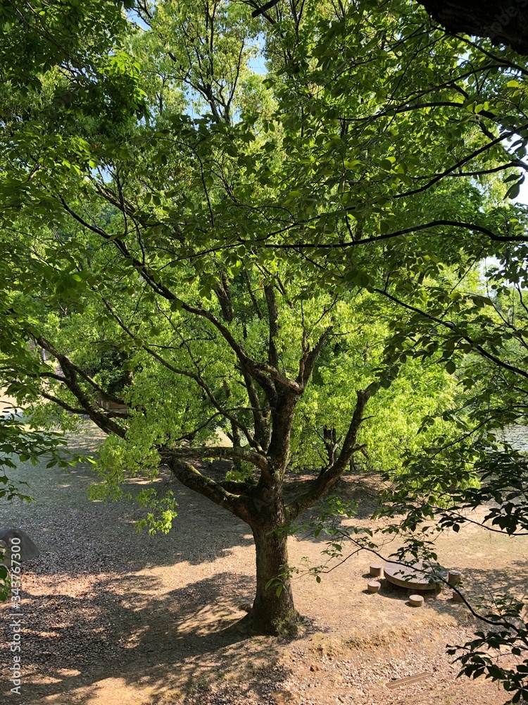 Fototapeta premium 公園