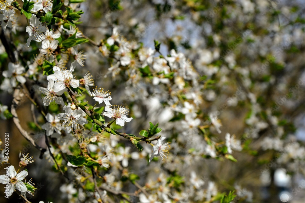 Close up of blooming branch at spring garden. Beautiful blooming white flowers with green leaves Close up of blooming branch at spring garden. Beautiful blooming white flowers with green leaves