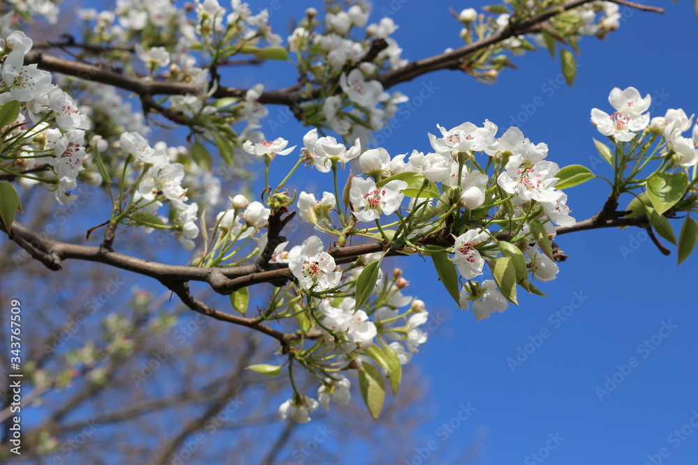 Delicate white flowers bloomed from buds on a pear in spring Delicate white flowers bloomed from buds on a pear in spring