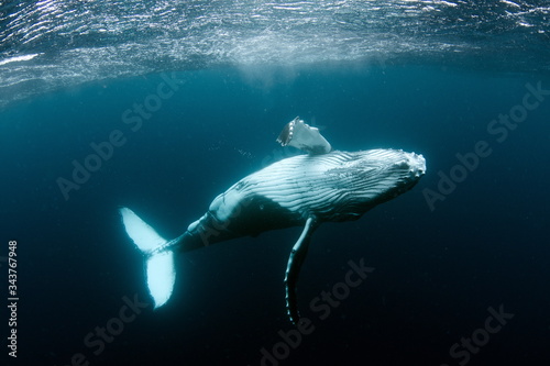 Humpback Whale in Tonga Pacific Ocean Polynesia