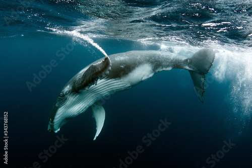 Humpback Whale in Tonga Pacific Ocean Polynesia