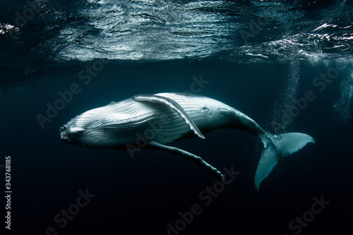 Humpback Whale in Tonga Pacific Ocean Polynesia photo