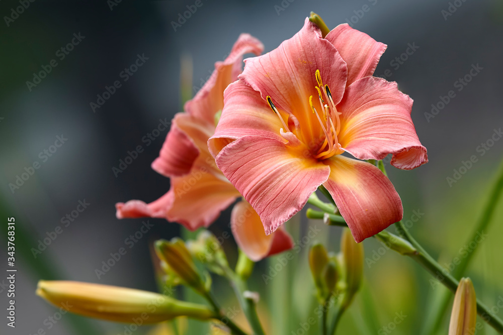 Fototapeta premium Daylily flowers blossom in garden