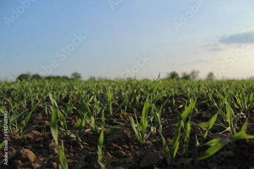 Close up of a muddy grass field in the sun 