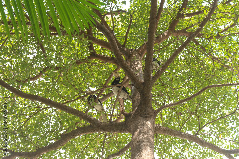Fototapeta premium hornbills
