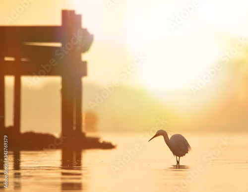 Backlit LittleEgret, Egretta garzetta, Looking For Fish By An Old Pier With Head Turned Bathed In Golden Light At Sunrise. Taken at Stanpit Marsh UK photo