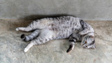 Gray striped cat lying in the room.