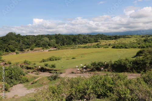 landscape with cows