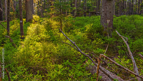 Wallpaper Mural European forest in golden light of sunset. Nature reserve in Bavaria, Germany Torontodigital.ca