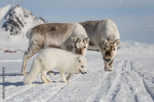 Fototapeta Lis polarny i renifery, południowy Spitsbergen