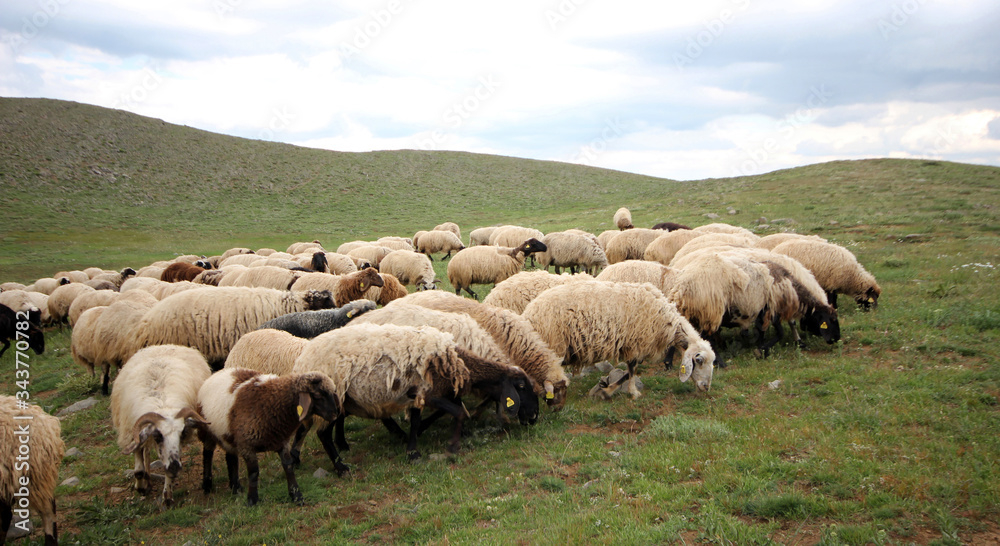 sheep herd grazing in the grass sheep herd grazing in the grass