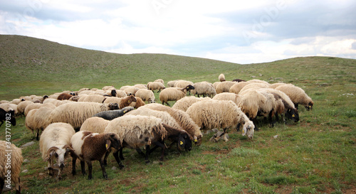 sheep herd grazing in the grass