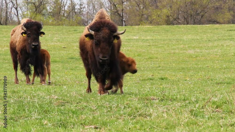 Small cute bison calf running on meadow pasture. Playing cow on grass ...