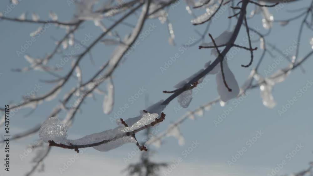 Macro shot of ice covered tree branches on a sunny winter day. Macro shot of ice covered tree branches on a sunny winter day.
